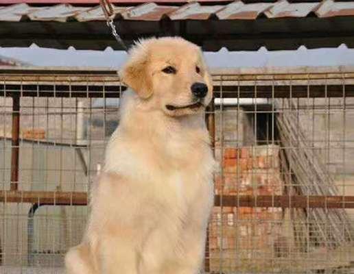 金毛赛季犬（探索金毛赛季犬的特性与魅力，与它们一起享受无尽的欢乐时光）