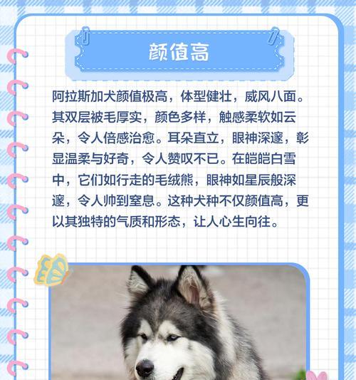 阿拉斯加犬（探索阿拉斯加犬成长的时程和发展）