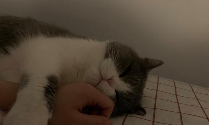 公猫绝育后的体重变化及管理（绝育公猫的体重增加和管理技巧）
