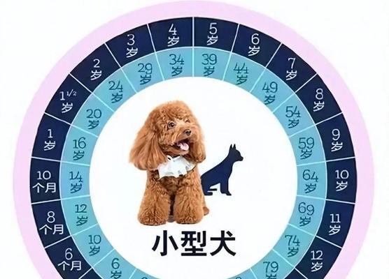 人狗年龄换算岁-揭秘狗狗与人类年龄的奥秘（探索宠物主人们最关心的问题，如何换算狗狗的年龄？）