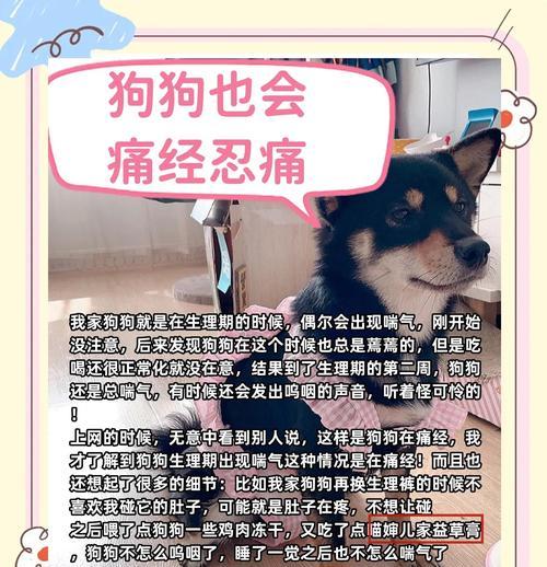 小狗跑完需要多久才能喘过气？（揭秘小狗跑步后的呼吸恢复速度及影响因素）