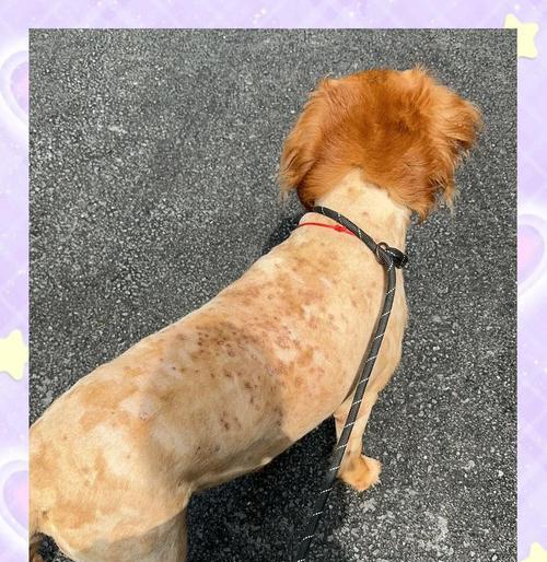 金毛犬的毛发卷曲与品相问题（金毛犬的卷曲毛发是否影响其纯种性？）