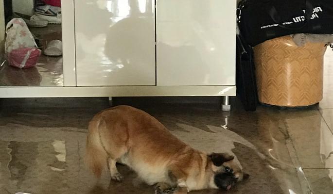 狗狗术后疼痛（了解狗狗术后疼痛的持续时间和恢复进程）