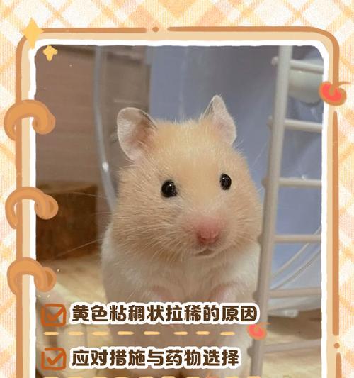 仓鼠感冒拉稀，如何解决？（有效应对仓鼠感冒拉稀的方法和预防措施）