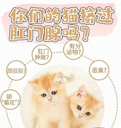 猫咪肛门腺液的味道散去时间及相关问题（揭秘猫咪肛门腺液的散去时间，让你的爱宠更加舒适）