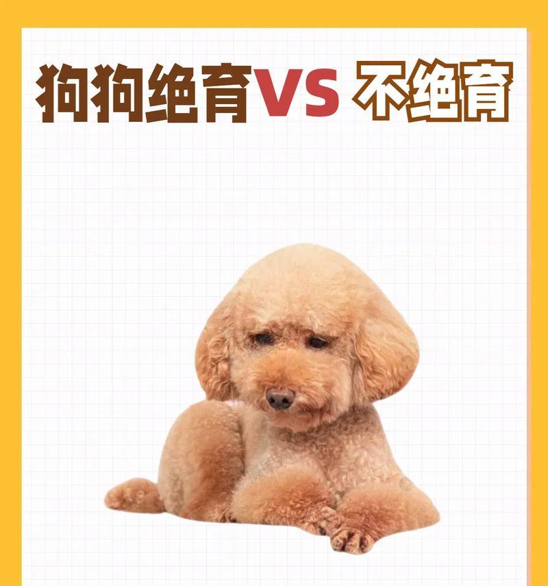 小狗绝育的最佳时机（了解小狗绝育的时间和注意事项）