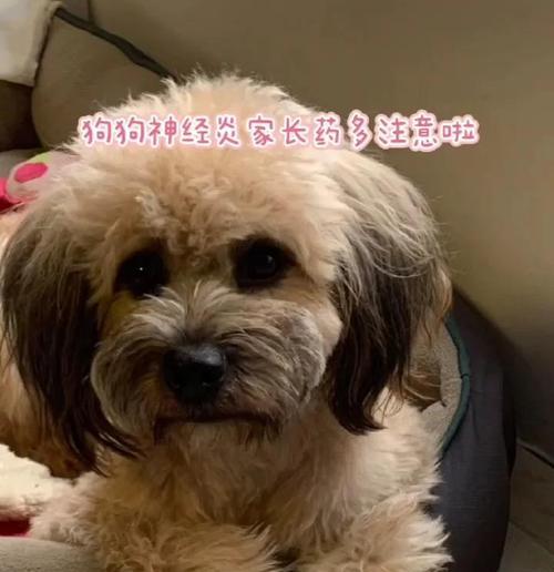 狗狗身体颤抖背后的健康问题（探究引起狗狗身体颤抖的各种可能原因及应对方法）