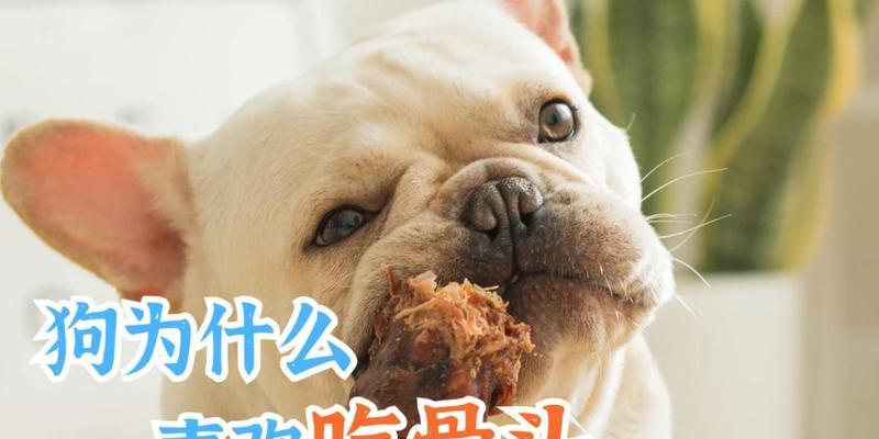 狗狗的健康与美味（掌握煮骨头给狗狗的最佳时长，让它们尽情享受美味）