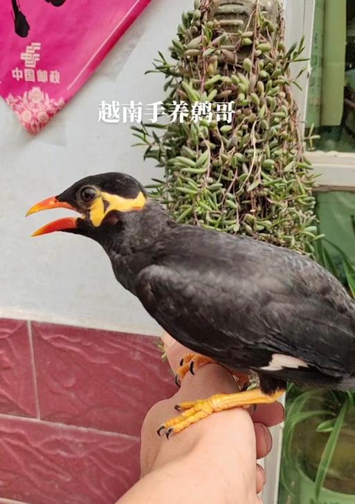 鹩哥能在多久的时间里学会说话？（探寻鹩哥学习语言的时间节点与关键因素）