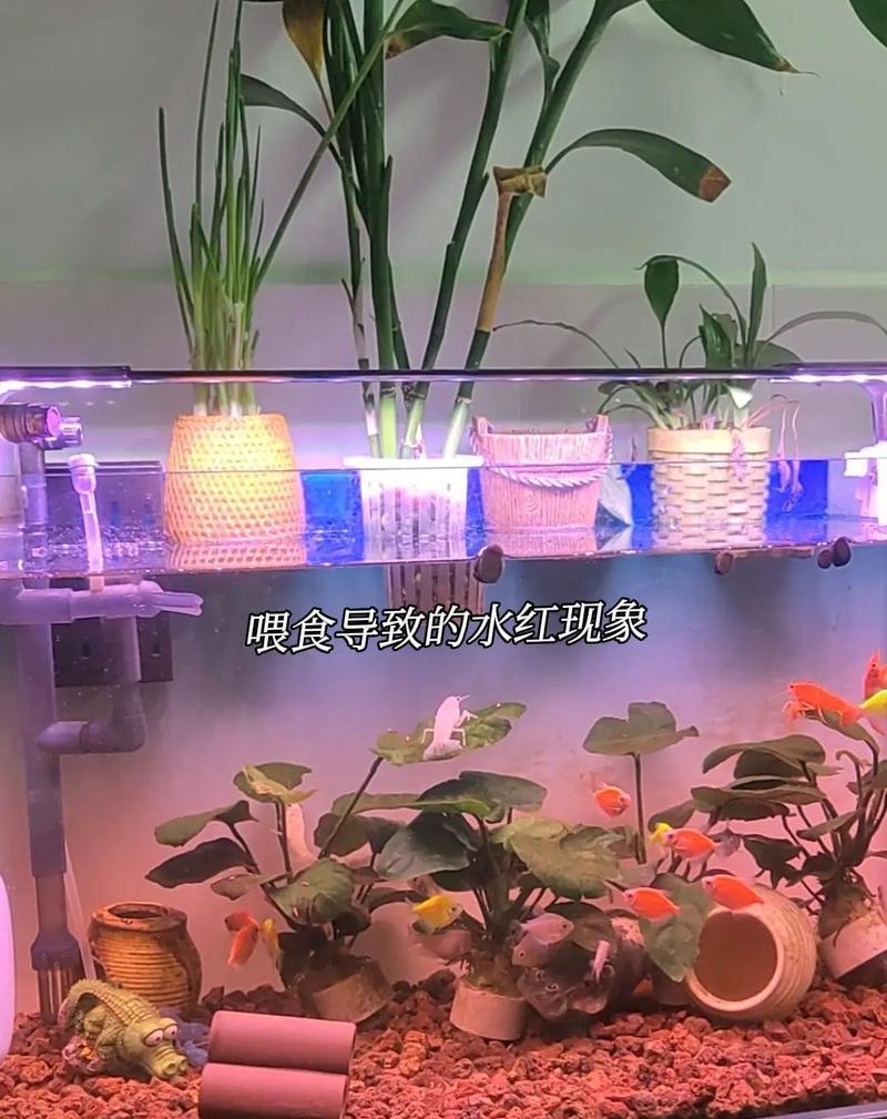如何合理安排鱼缸喂食时间？（养鱼初学者必读的喂食时间表与技巧）