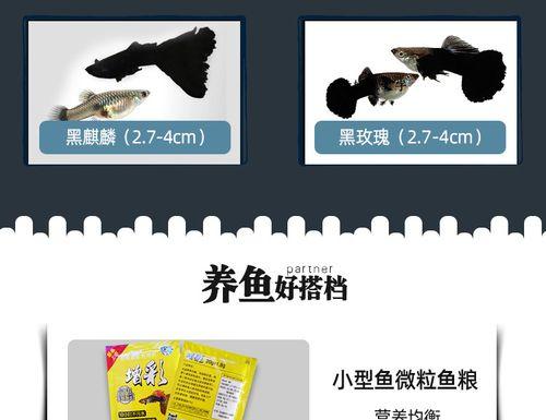 热带小鱼的喂食规律（多久喂食合适？喂食频率与量的）