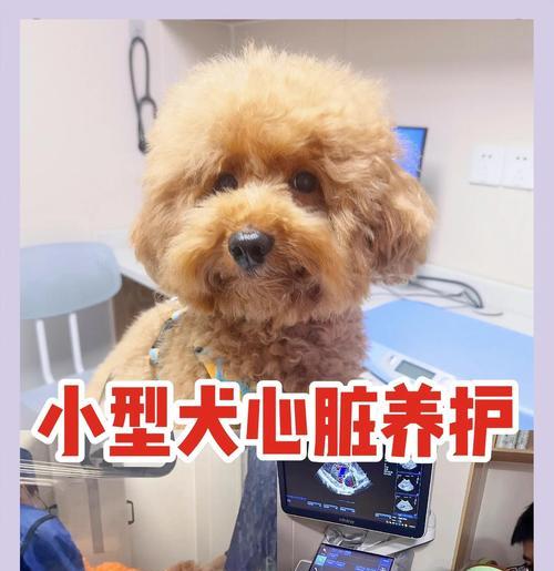 泰迪犬饲养要牢记的6个不要（如何成为一名负责任的铲屎官）