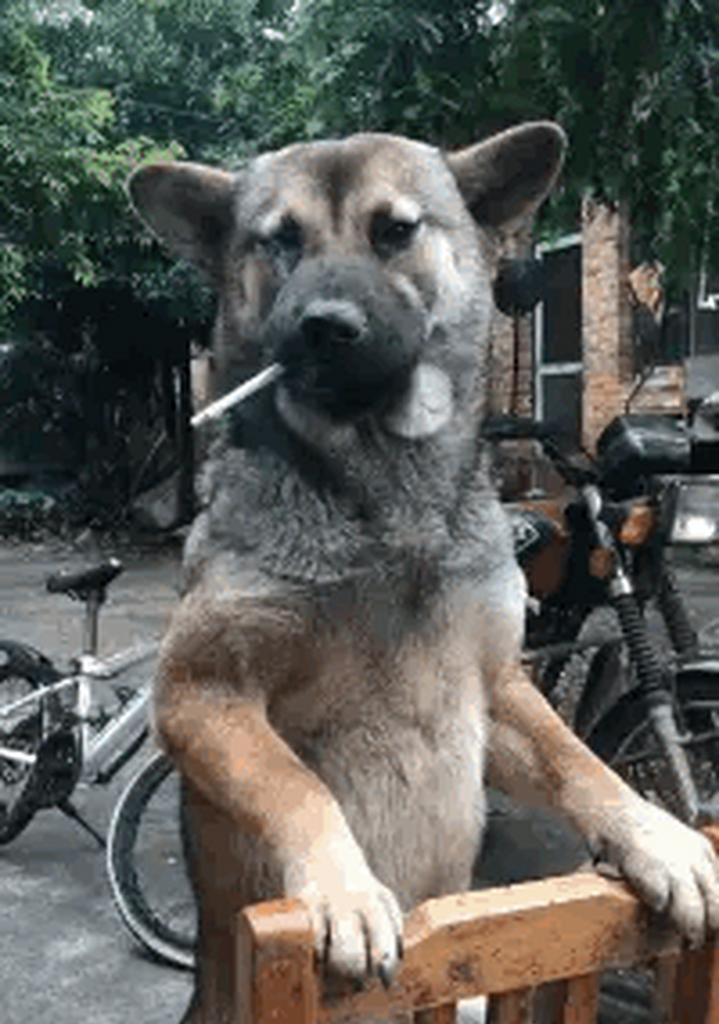 狗狗搞笑瞬间（不可错过的狗狗搞笑时刻，让你忍俊不禁！）