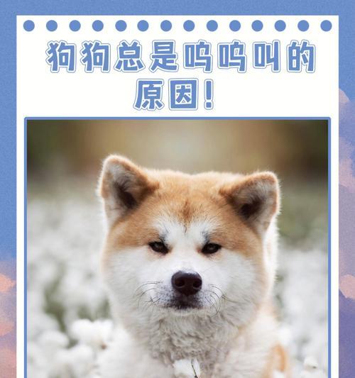狗狗呜呜叫，主人不可忽视（了解狗狗的呜呜叫，关注它们的情绪变化）