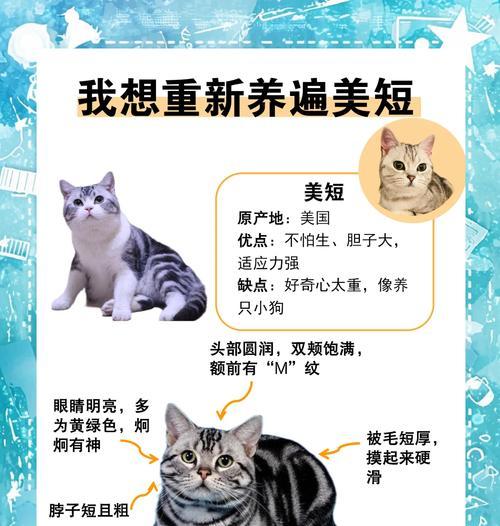 美短洗澡频率的合理规划（探讨美短洗澡时间间隔的最佳选择）