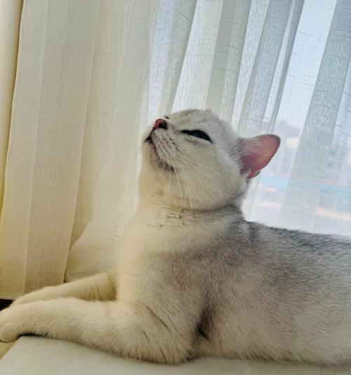 猫咪的排便频率（解析猫咪排便习惯的奥秘）