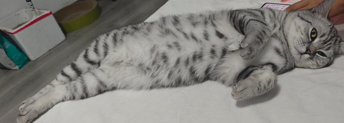 牛磺酸的高价值与猫主子的六大关注问题