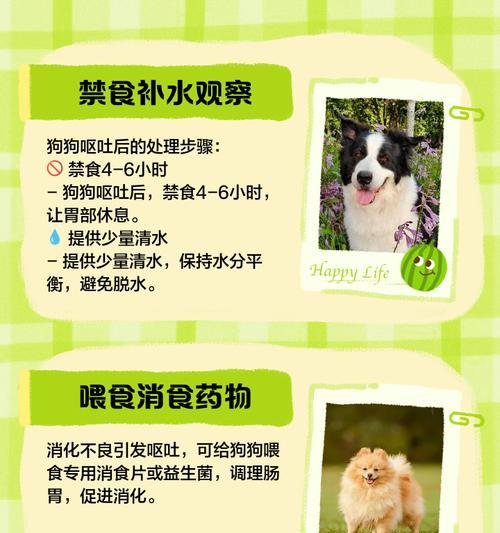 狗子呕吐的原因与处理方法（揭秘狗子呕吐的源头及如何应对）