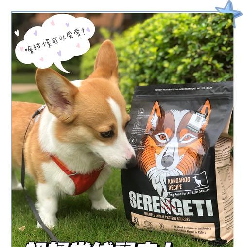 进口犬种类大揭秘（探索世界各地的优质犬种）