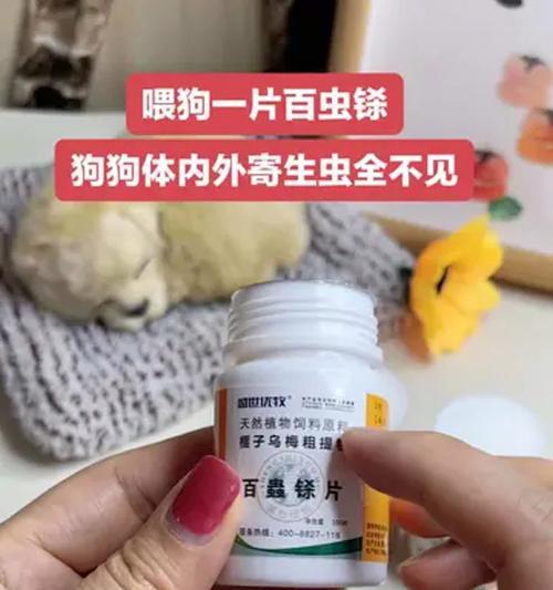 狗狗驱虫药过量的危害与处理方法（避免狗狗中毒，正确使用驱虫药！）