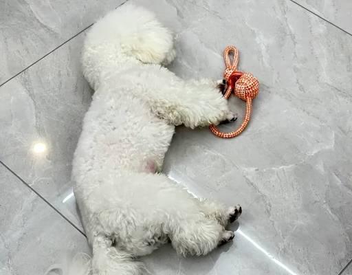 母狗生了小狗多久可以洗澡？（宝宝狗狗的洗澡时间和注意事项）
