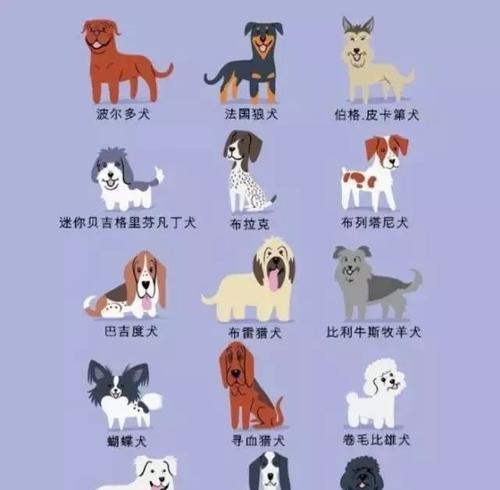 认识27种常见狗狗品种，了解它们的特点和特征（从阿富汗猎犬到约克夏梗，探索各个品种的魅力与独特之处）
