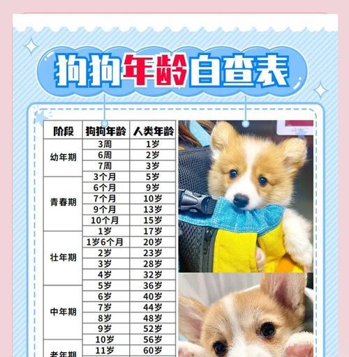 幼犬的记忆力（探究幼犬对自己名字的记忆能力以及记忆时长）