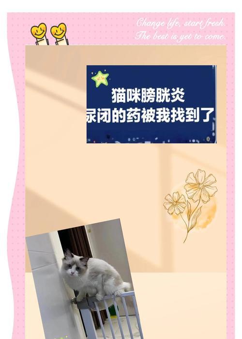 猫能憋尿多久？揭秘猫咪的排尿能力（猫咪、排尿、能力、揭秘）