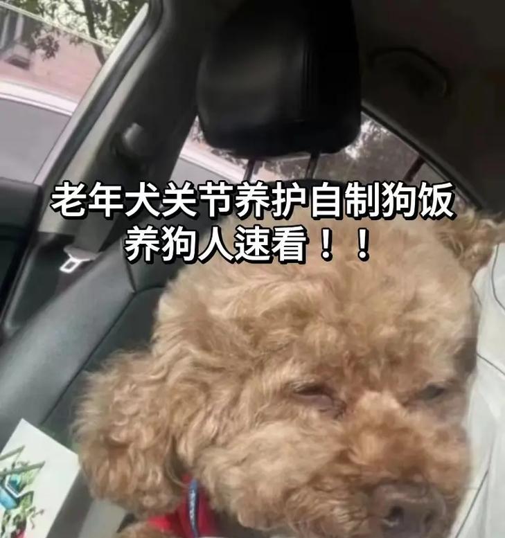 狗的寿命短暂，如何关爱它们的生命？（探索狗狗寿命短暂的原因及养护要点）