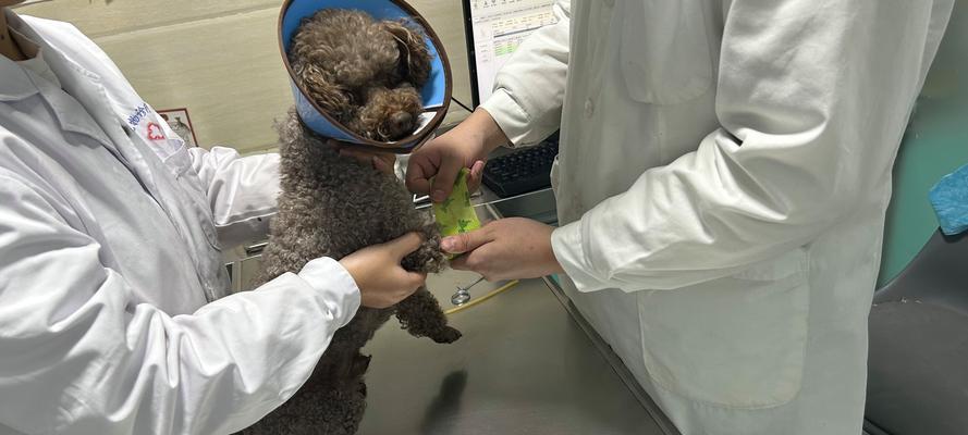 狗狗老鼠药的使用时间与安全性解析（科学合理的用药时间保护宠物爱犬健康）