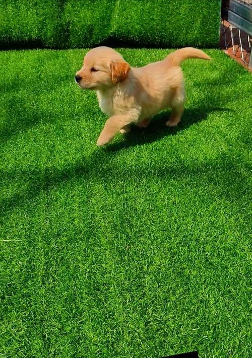 小金毛幼犬的适宜饮食及注意事项（为您的小金毛宝宝提供健康均衡的饮食）