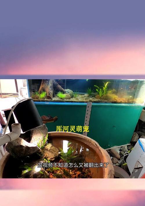 水的曝晒时间对养鱼的影响（探究适宜的水曝晒时间来养鱼的关键）
