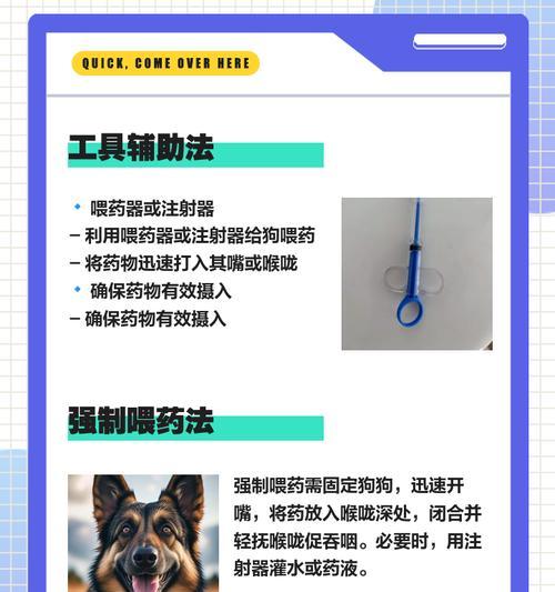 狗狗吃药多久见效？（药物疗效因素及合理预期）