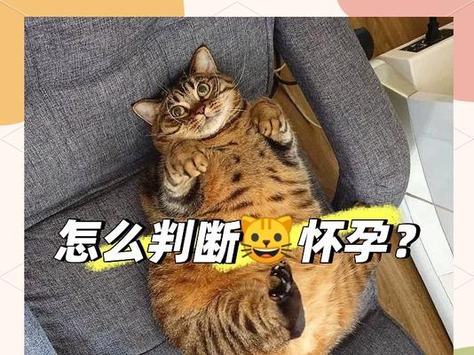 猫咪怀孕生宝宝的六大必知事项