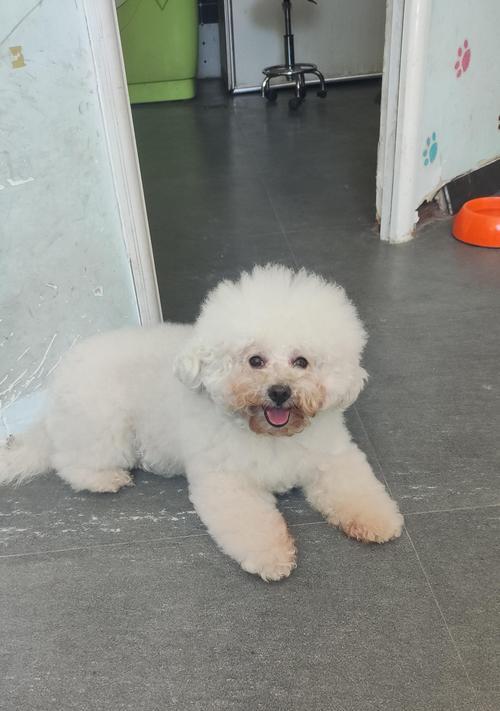 贵宾幼犬的健康养护（温度对贵宾幼犬健康的影响及关键措施）