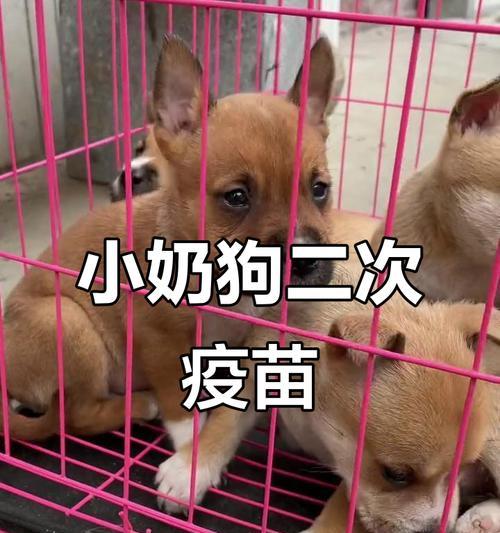 给狗打疫苗的时间安排（了解狗疫苗接种时间表，保护你的宠物健康）