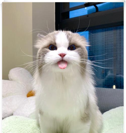 探秘猫咪吐舌的原因——迷人而可爱的小舌头（解析猫咪吐舌的动作和意义，揭开猫咪吐舌的奥秘）