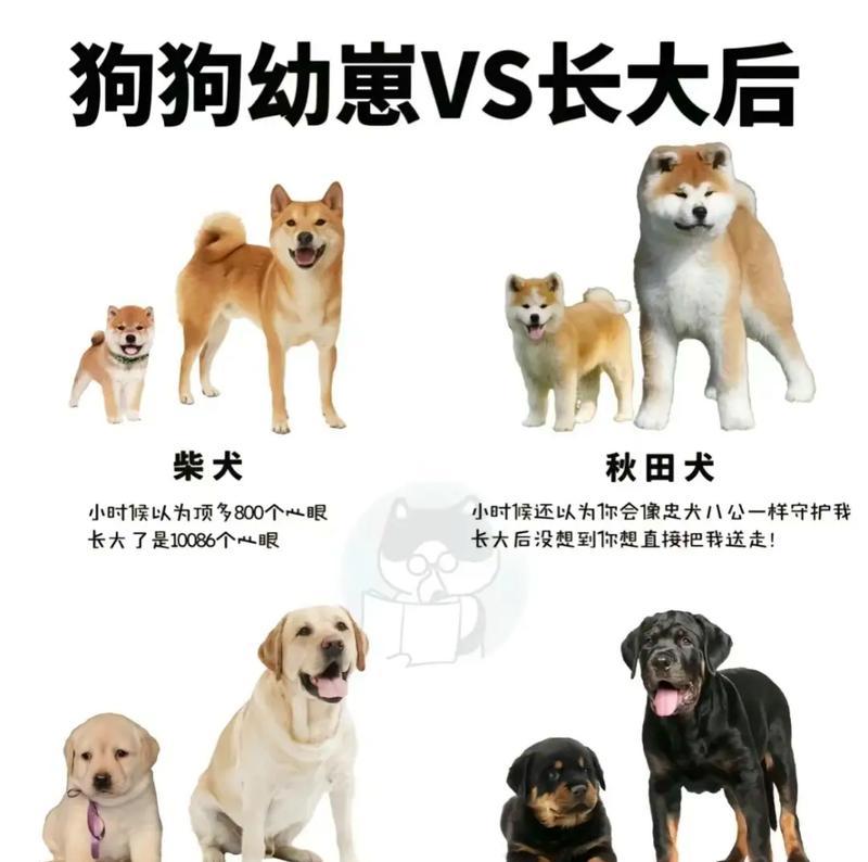 探索以长不大小狗为主题的狗狗品种世界（从巨型犬到袖珍犬，了解不同体型的狗狗品种）