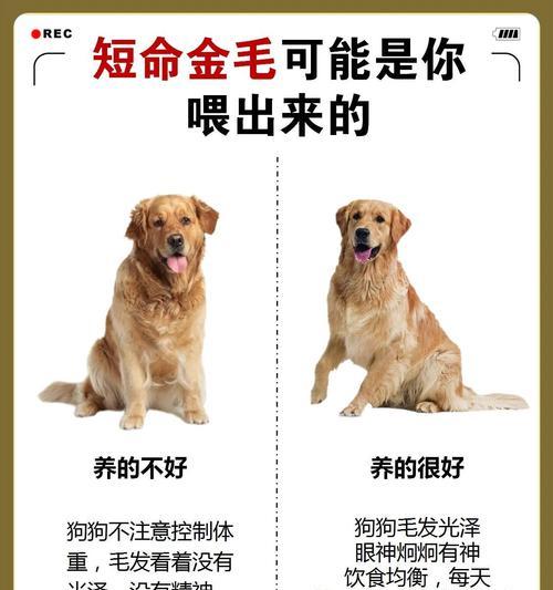 狗的健康饮食指南（了解狗狗的饮食需求，为它提供最佳营养）