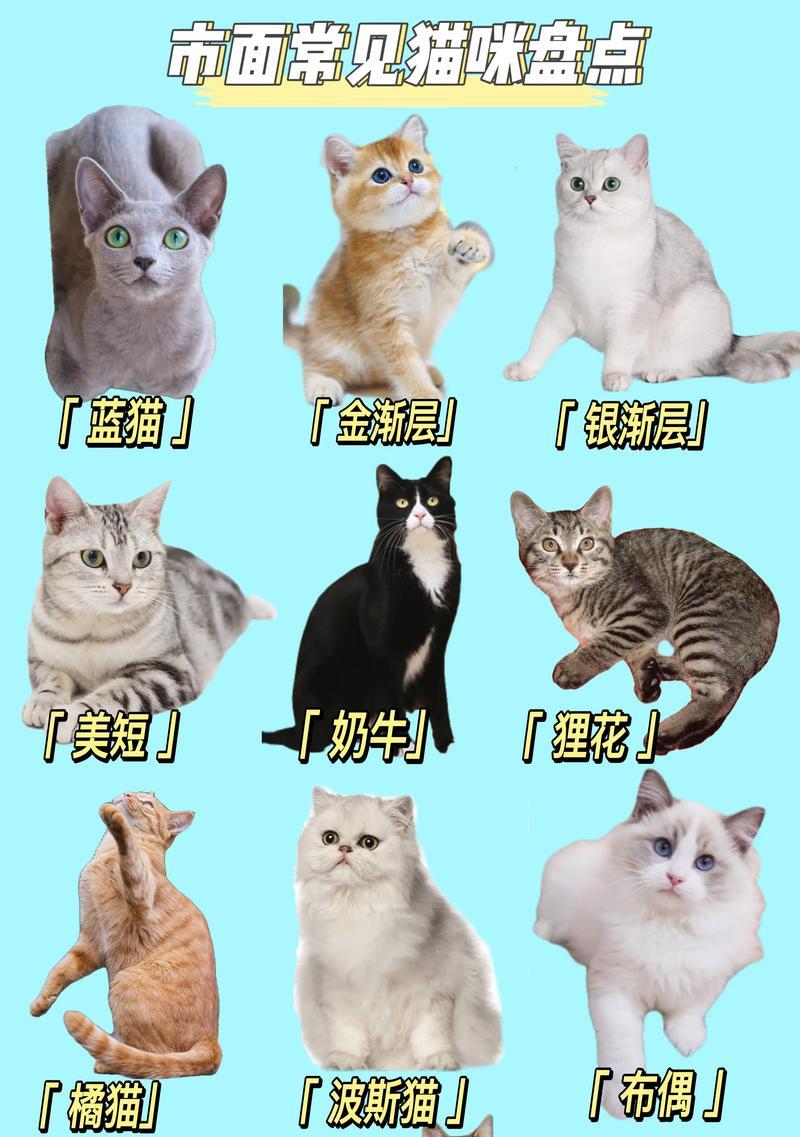 猫咪怀孕的注意事项（照顾孕期猫咪的关键要点）