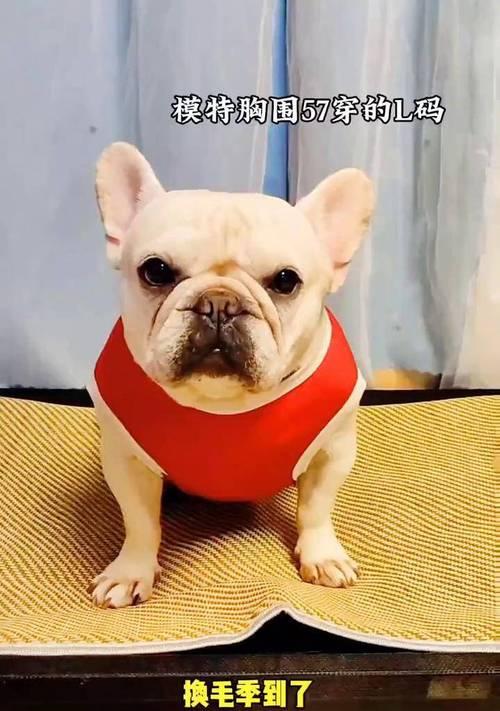 以法斗脱毛的持续时间有多长？（探究法斗脱毛效果的持久性及影响因素）