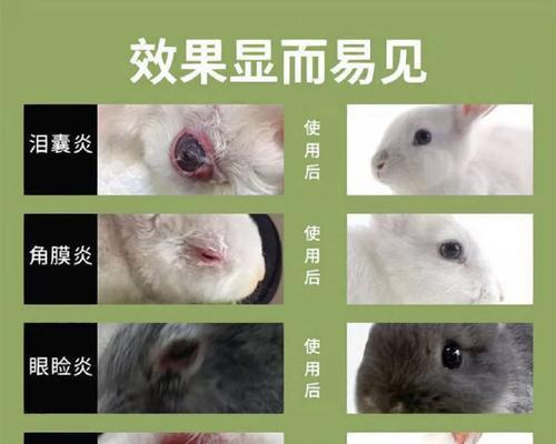 兔子爪子脓包的治疗与康复（探讨兔子爪子脓包的治疗方法和预防措施）