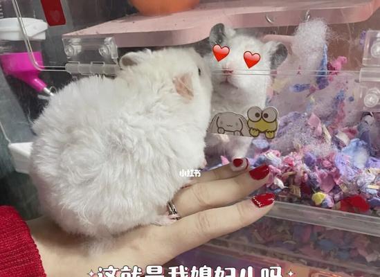 如何实现自家仓鼠的和谐相亲怀孕（建立幸福家庭的关键诀窍和必备知识）