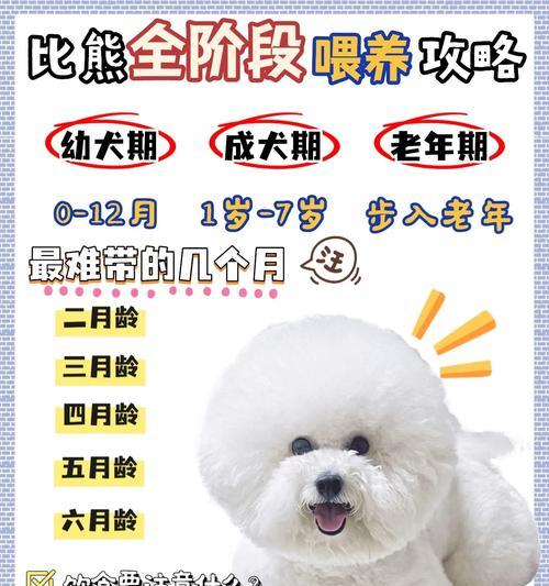比熊的毛发换新周期探究（揭秘比熊换毛的频率及原因）