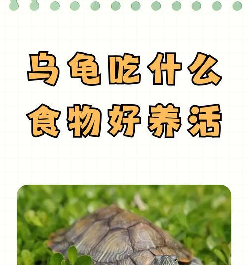 小乌龟的饮食习惯及喂食频率（多久喂一次小乌龟才合适？喂食频率与饮食习惯的关系探析）