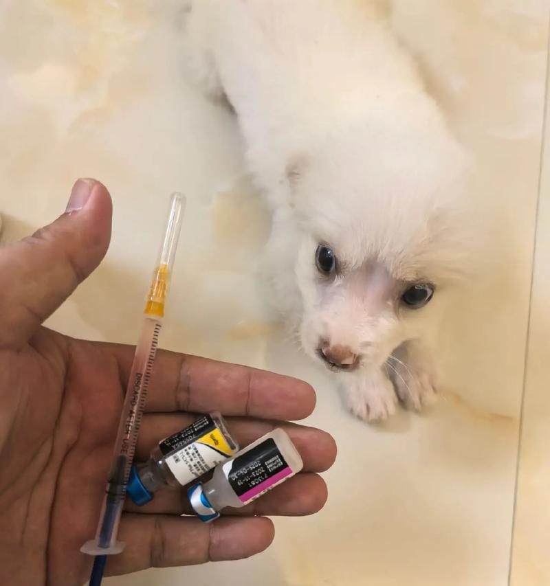 奶狗驱虫后多久打疫苗？（了解正确的养狗顺序，为您的奶狗提供最好的保护！）