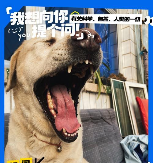 狗狗打喷嚏可能不仅仅是小毛病（探究引发狗狗打喷嚏的多种原因及可能的健康问题）