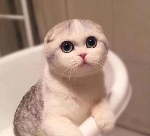 折耳猫的寿命究竟有多长？（探讨折耳猫寿命的关键因素与养护方法）