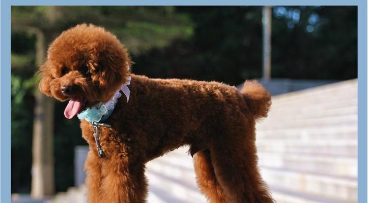 贵宾犬的养护指南（掌握正确的贵宾犬养育方法，让您的宠物更健康快乐）