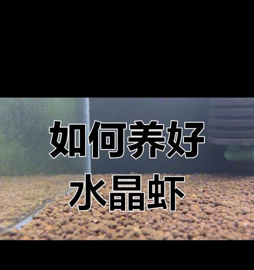 水晶虾的蜕壳周期及其影响因素（探究水晶虾蜕壳周期的关键因素和作用）
